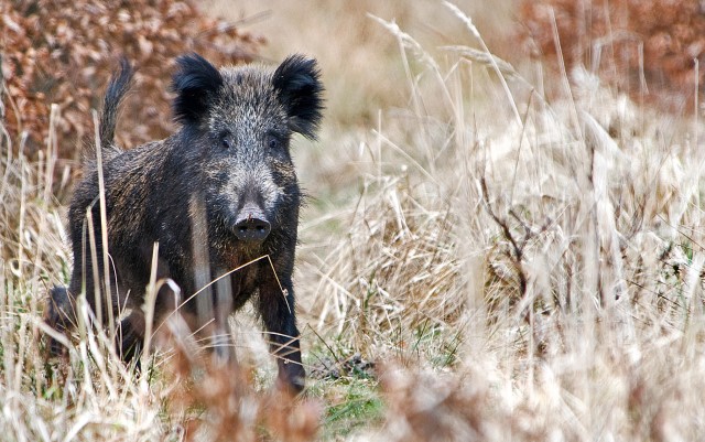 fot. Waldemar Feculak