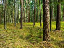 Nadzór nad lasami niepaństwowymi